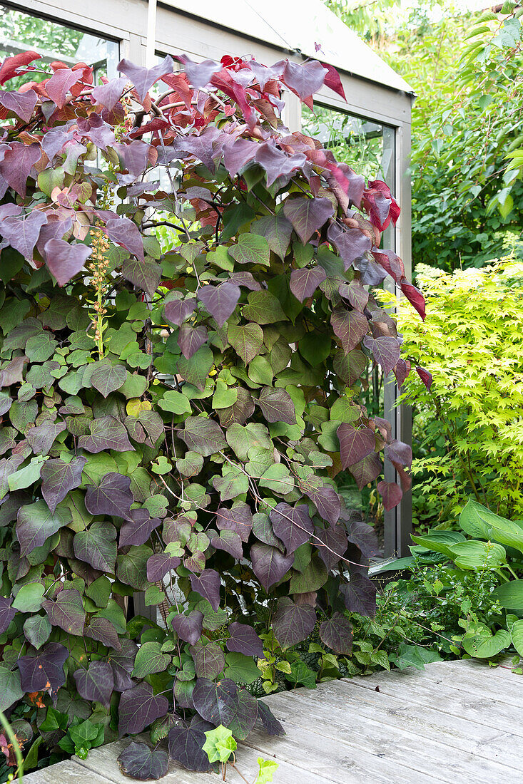 Red-leaved Judas tree (Cercis) by the greenhouse