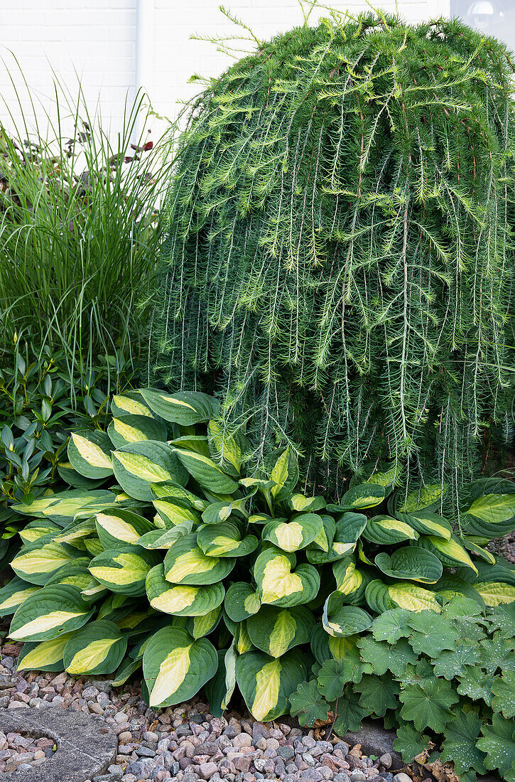 Hanging larch and colorful hosta in the garden