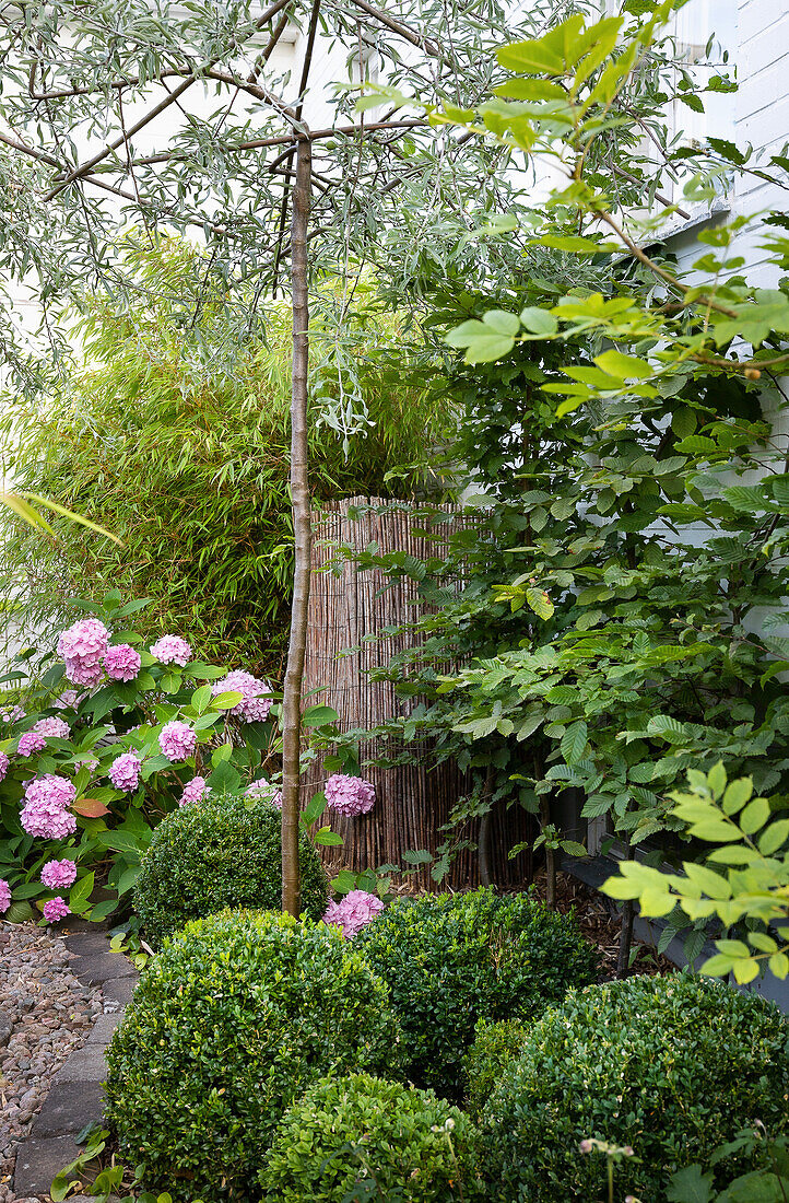 Buchsbaumkugeln und Hortensien im Garten