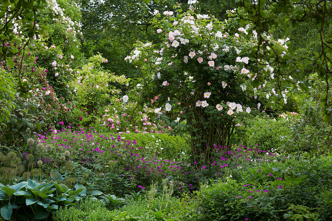 Blütenvielfalt im Rosengarten (Rosa), Deutschland