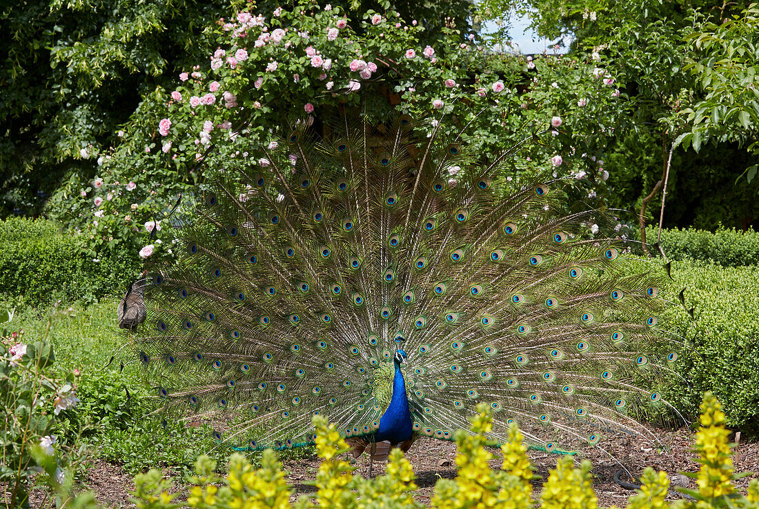 Blauer Pfau im Rosengarten, Deutschland