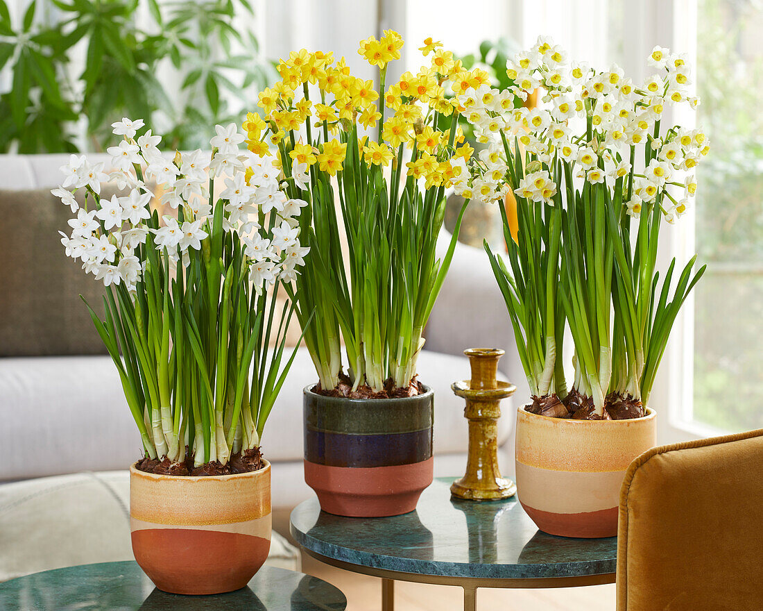 Tazetta Narcissus collection