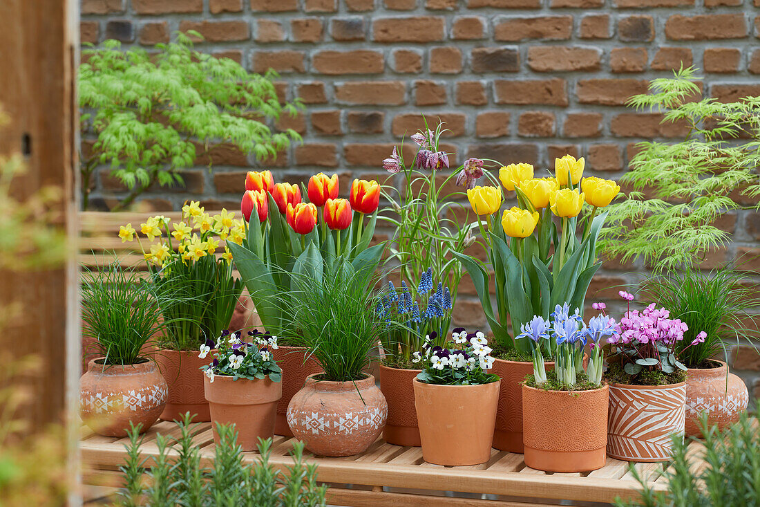 Spring flowers on terracotta pots