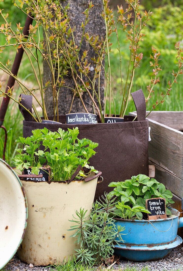 Vintage enamel pots with herbs and cuttings