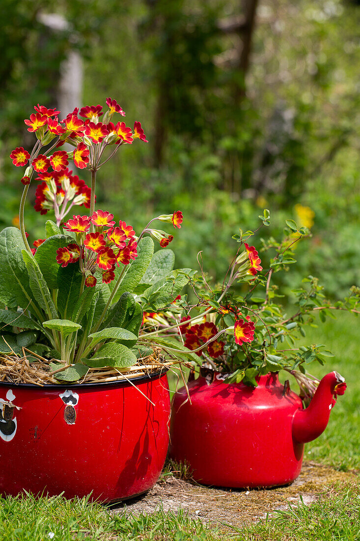 Altes rotes Geschirr mit Primeln (Primula) bepflanzt