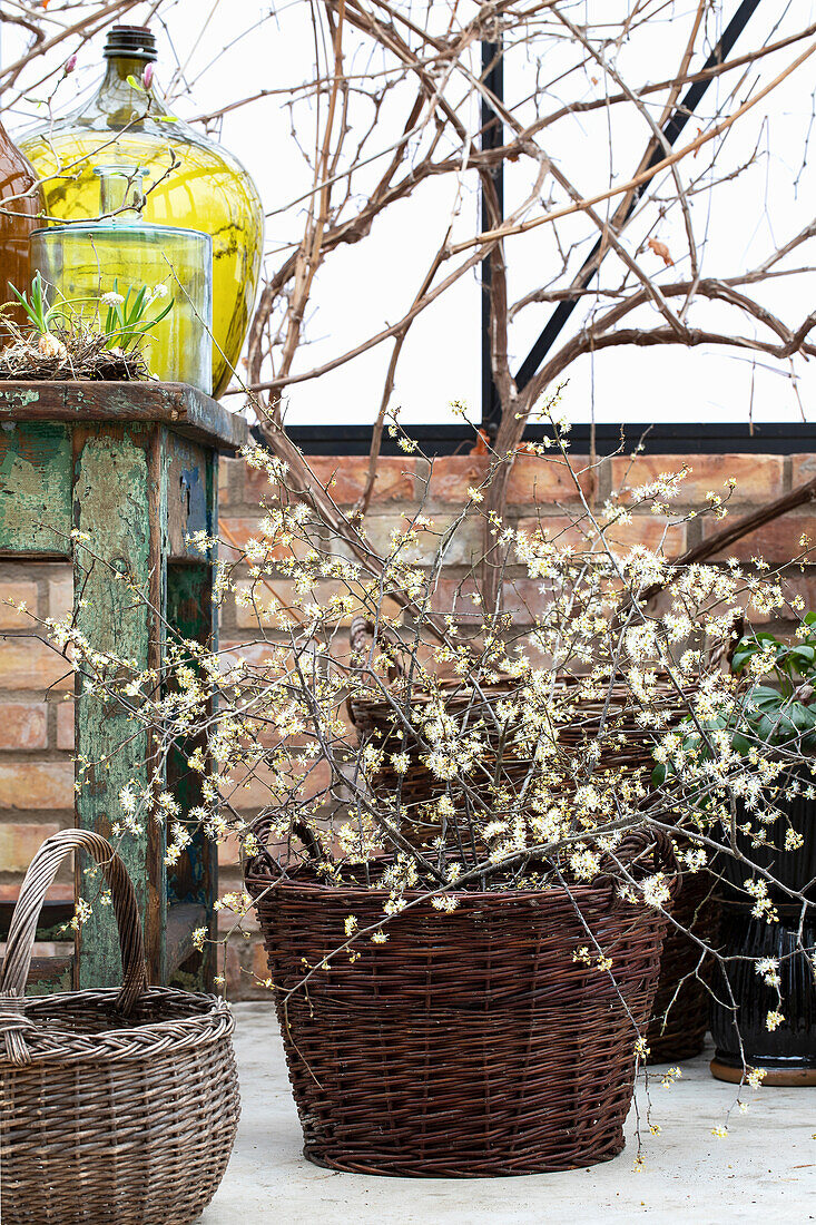 Blühende Schlehenzweige, Schlehdorn (Prunus spinosa) im Korb auf der Terrasse