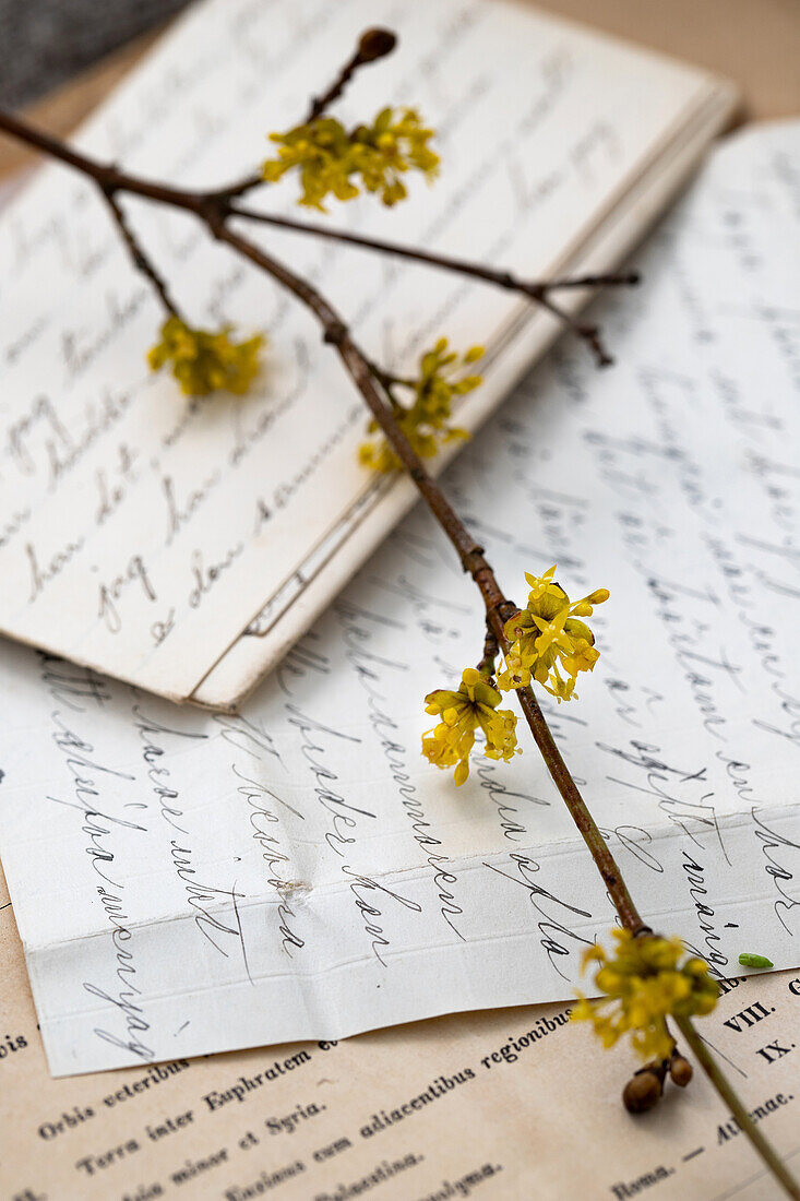 Blühender Zweig von der Kornelkirsche (Cornus mas) auf handgeschriebenen nostalgischen Blättern, Stillleben