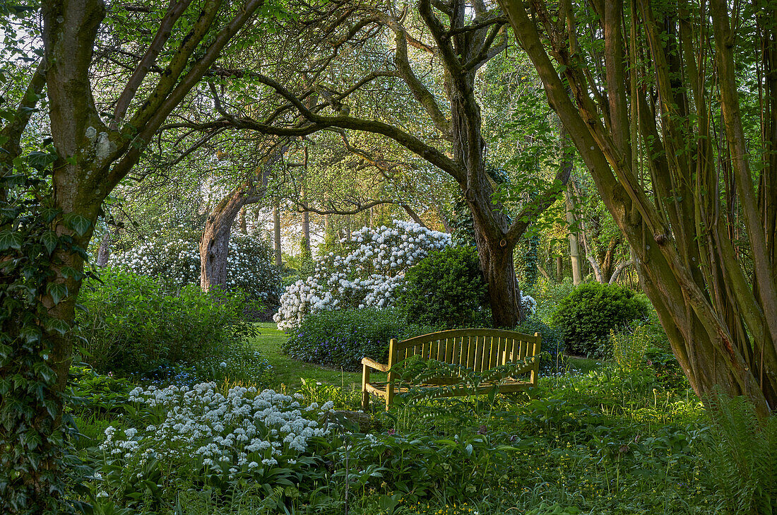 Ramsons (Allium ursinum), rhododendron blossom and garden bench in the orchard, Germany