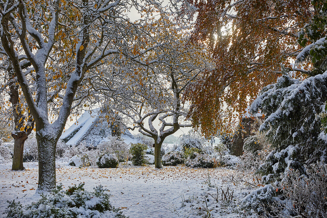 Frühzeitiger Wintereinbruch im Obstgarten, Deutschland