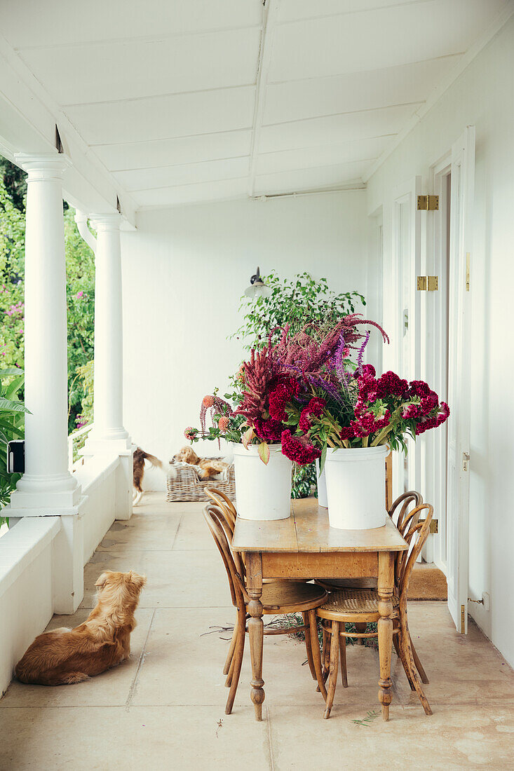 Holztisch mit Blumentöpfen, davor Hund auf überdachter Veranda