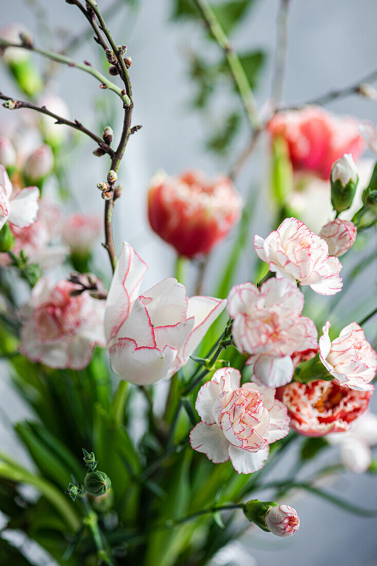 Frühlingsstrauß mit Nelken (Dianthus) und Tulpen (Tulipa)