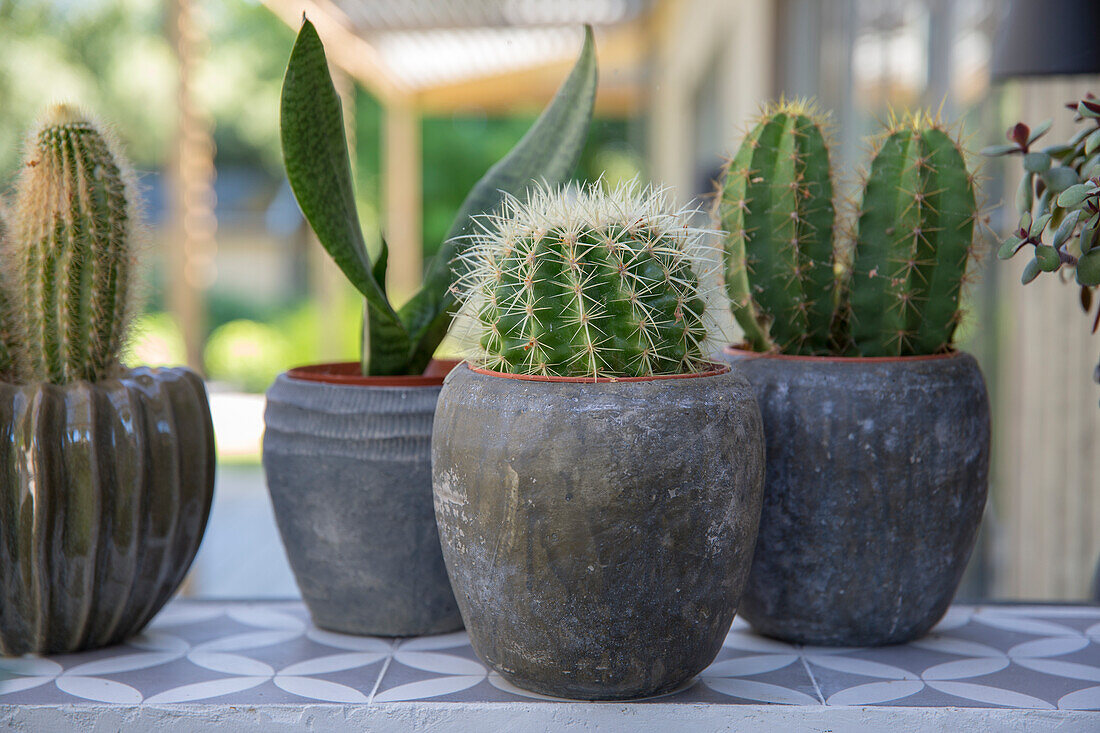 Cacti in rustic pots on a patterned tiled table