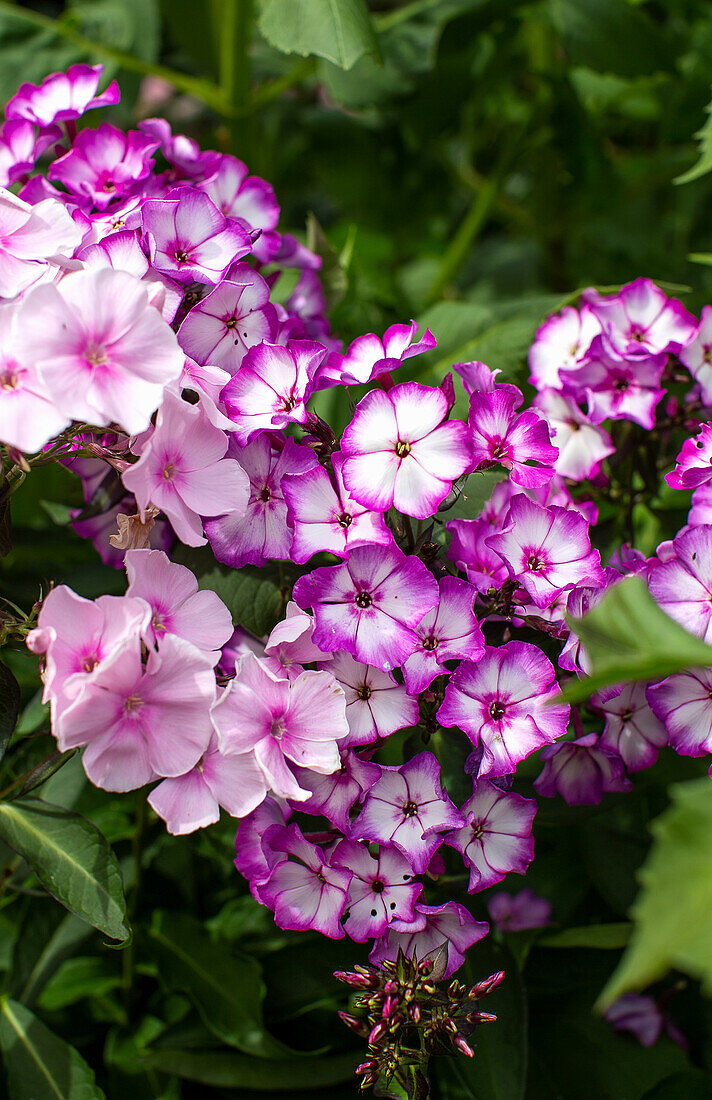 Phlox (Phlox paniculata) in the Nilssons' garden in Markaryd