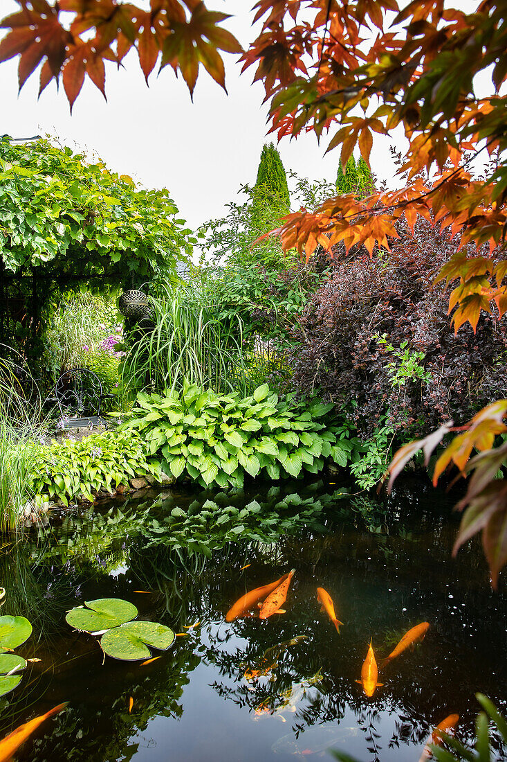 Gartenteich mit  Koi-Fischen, umgeben von abwechslungsreicher Bepflanzung