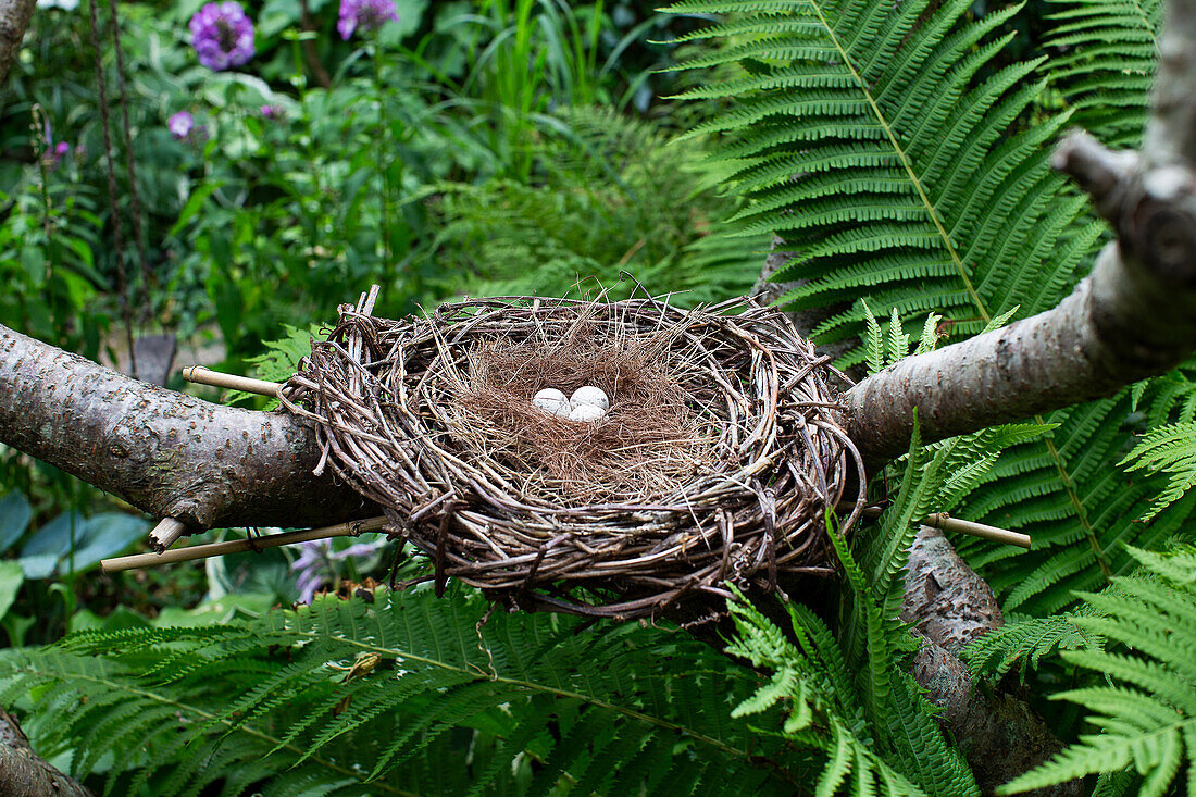 Vogelnest mit Eiern in Gartenambiente umgeben von Farnen