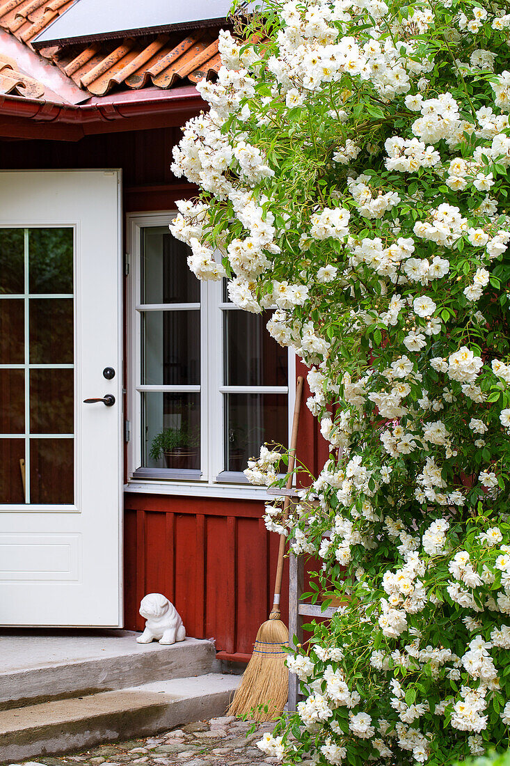 Weiß blühende Rosen (Rosa helenae) vor Haustür