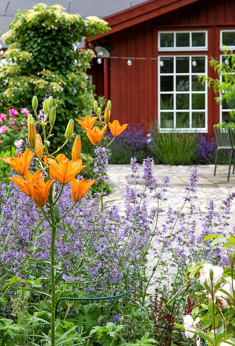 Orange lilies and catnip in the garden, view of red-brown wooden house