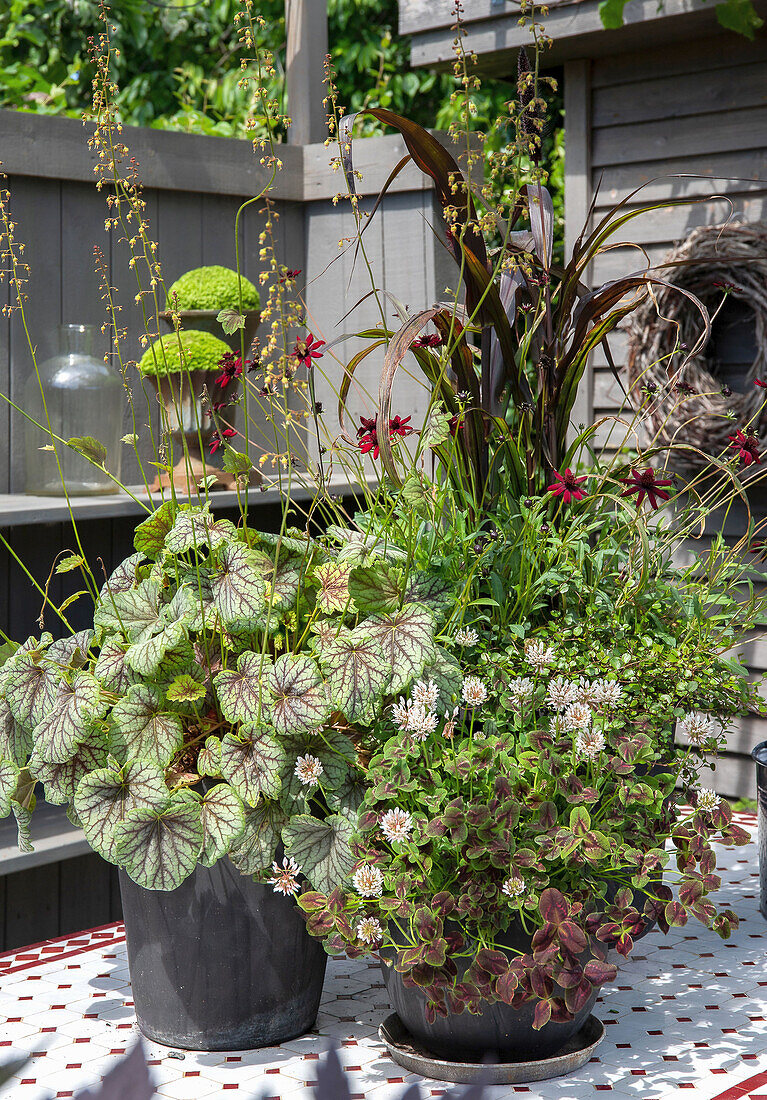 Alunrot (Heuchera), Oxalis triangularis and Chokladskära in jars on terrace