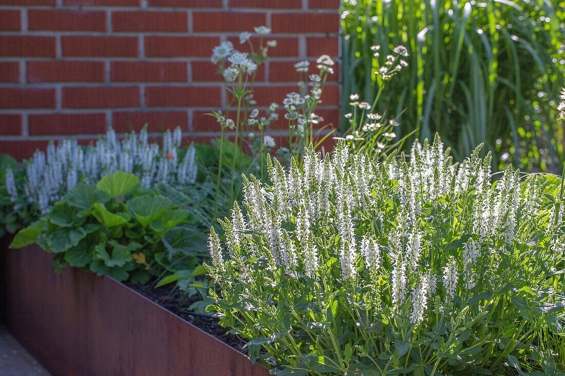 Woodland sage (Salvia nemorosa) in the flower bed in front of a brick wall
