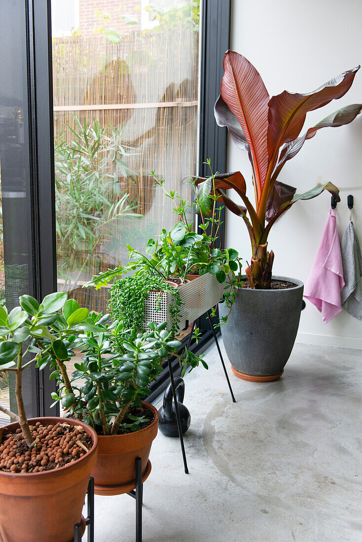 Houseplants in various pots in front of floor-to-ceiling window