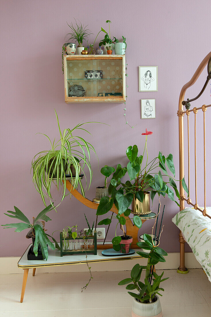 Houseplants on side table and wall shelf in bedroom with pink-coloured walls