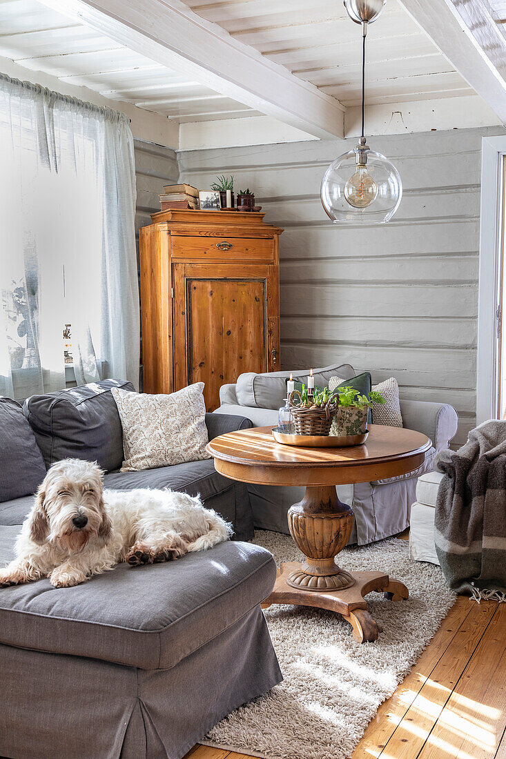 Dog on grey sofa in rustic living room with wooden furniture and plant decoration