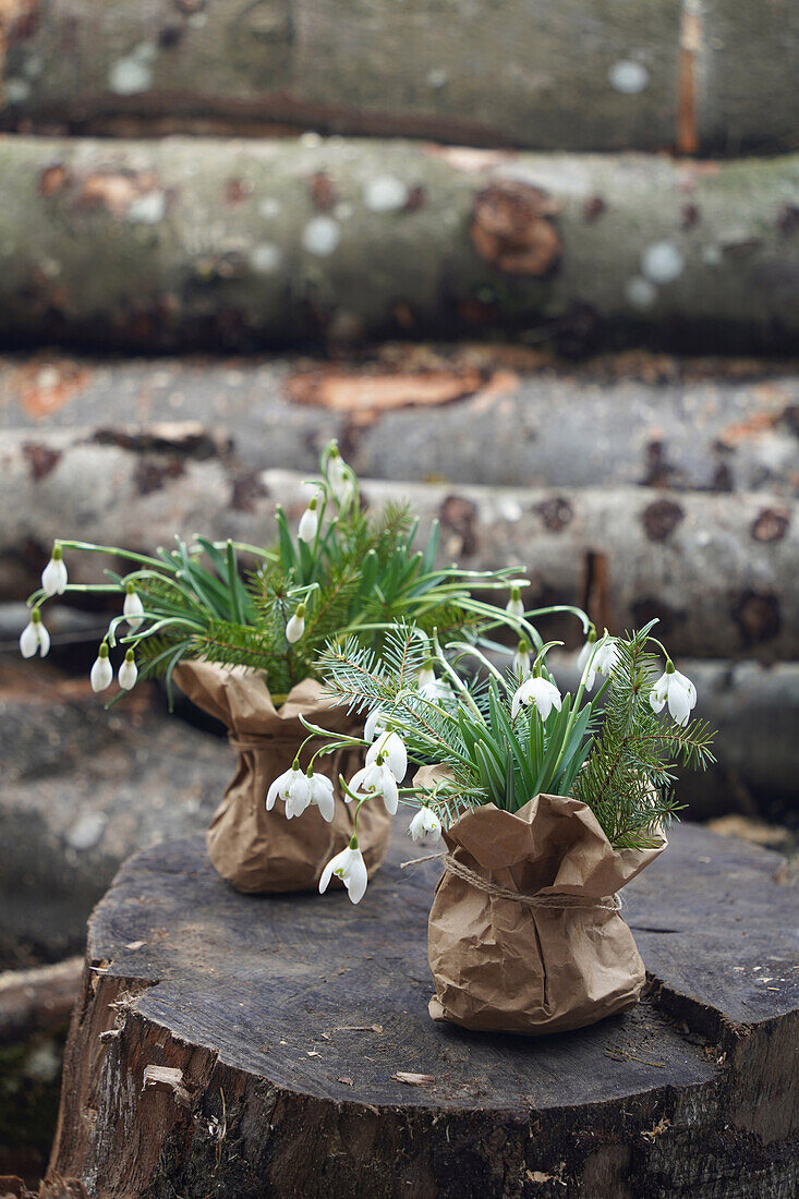 Freshly dug up snowdrops (Galanthus), sustainably packaged in brown paper bag, souvenir for winter barbecue party, portrait