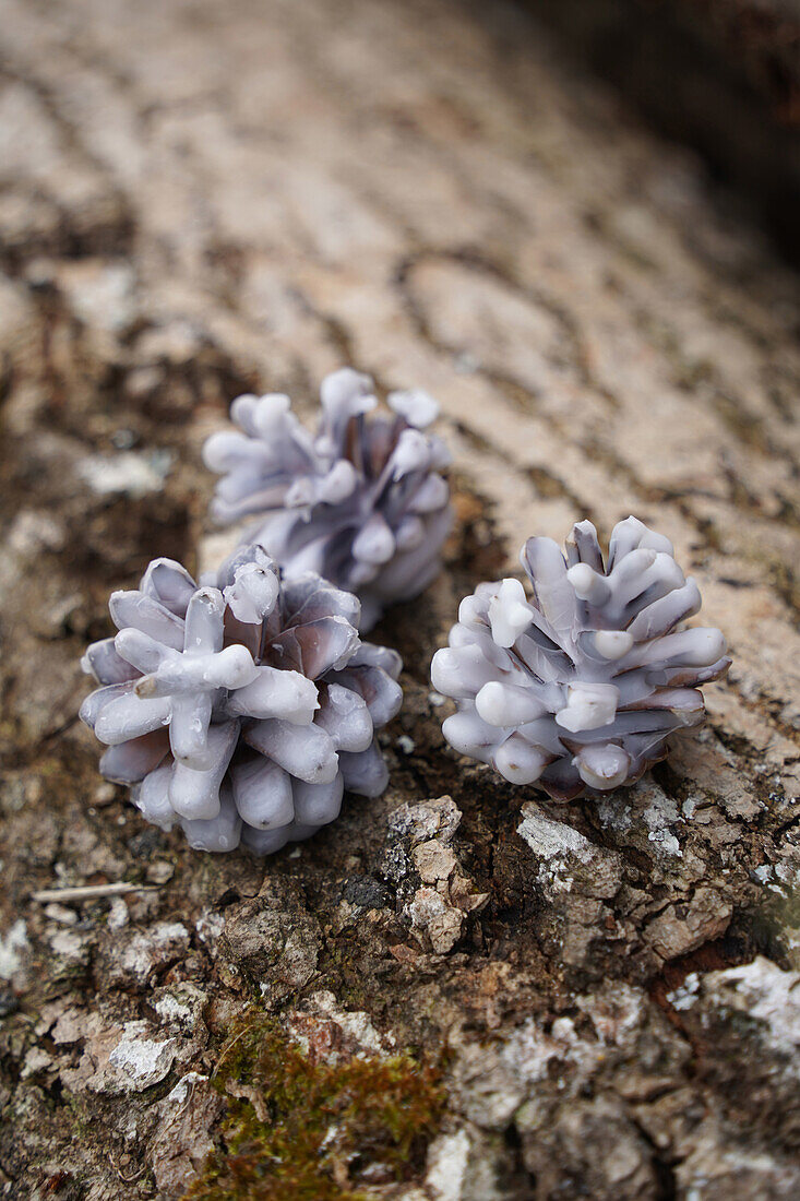 Three home-made firestarters made from cones and wax on a tree trunk