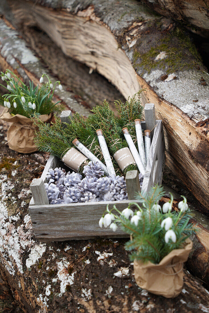 Holzkiste mit DIY Zapfen-Anzünder, Räucherbündel aus Wacholder- und Fichtenzweigen, Fichtensalz in Reagenzgläsern, Schneeglöckchen (Galanthus) in Papiertüten