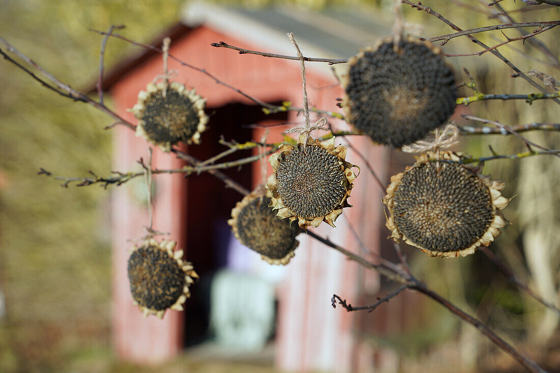 Dried sunflowers attached to a tree as a bird feeder, with a red garden shed in the background