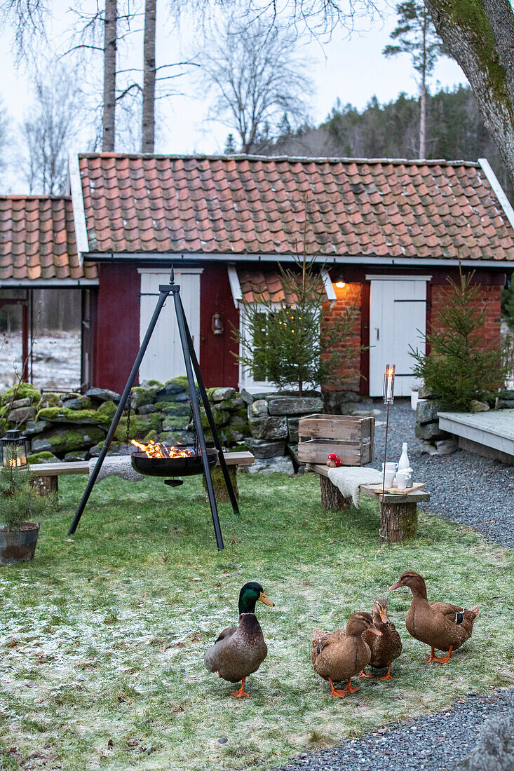 Ducks in the front garden with fireplace and country house in the background