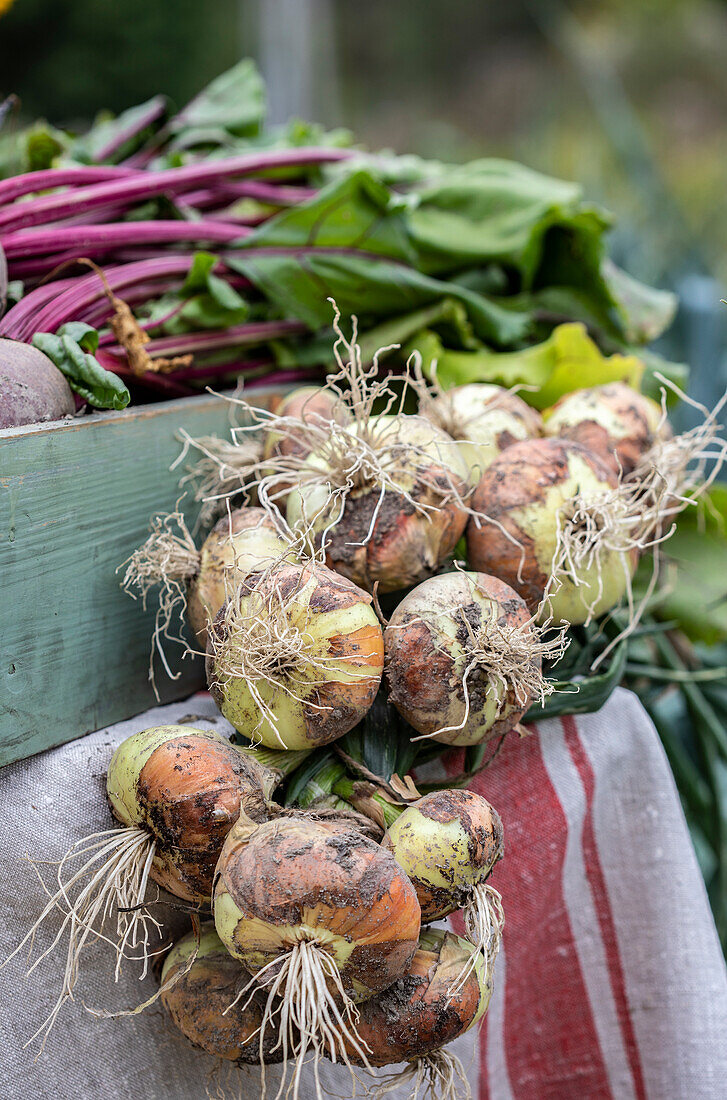 Geerntete Rote Bete und Zwiebeln