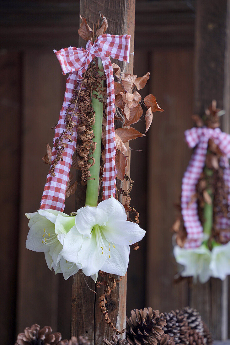 Hanging amaryllis (amaryllis) decorated with dried beech and fern branches, bow made of red and white checkered fabric and large pine cones