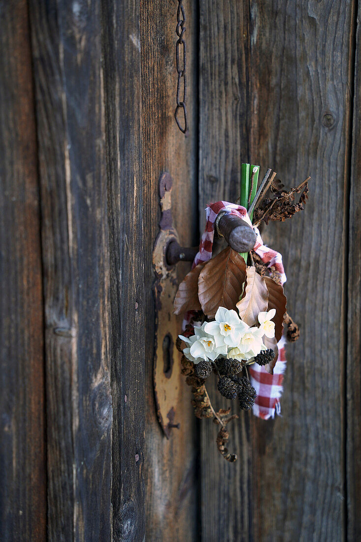 Blooming tazetta flower (Narcissus tazetta), ostrich narcissus, decorated with dried copper beech and fern leaves and alder cones on a door handle