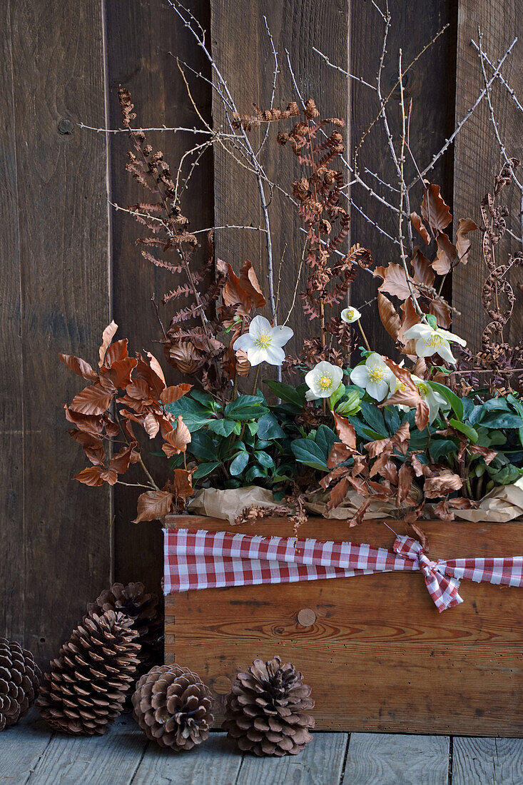 Christrosen (Helleborus niger) in Holzkasten mit kariertem Stoff, getrockneten Rotbuchen- und Farnzweigen, Lärchenzweigen und  Kieferzapfen vor Holzwand