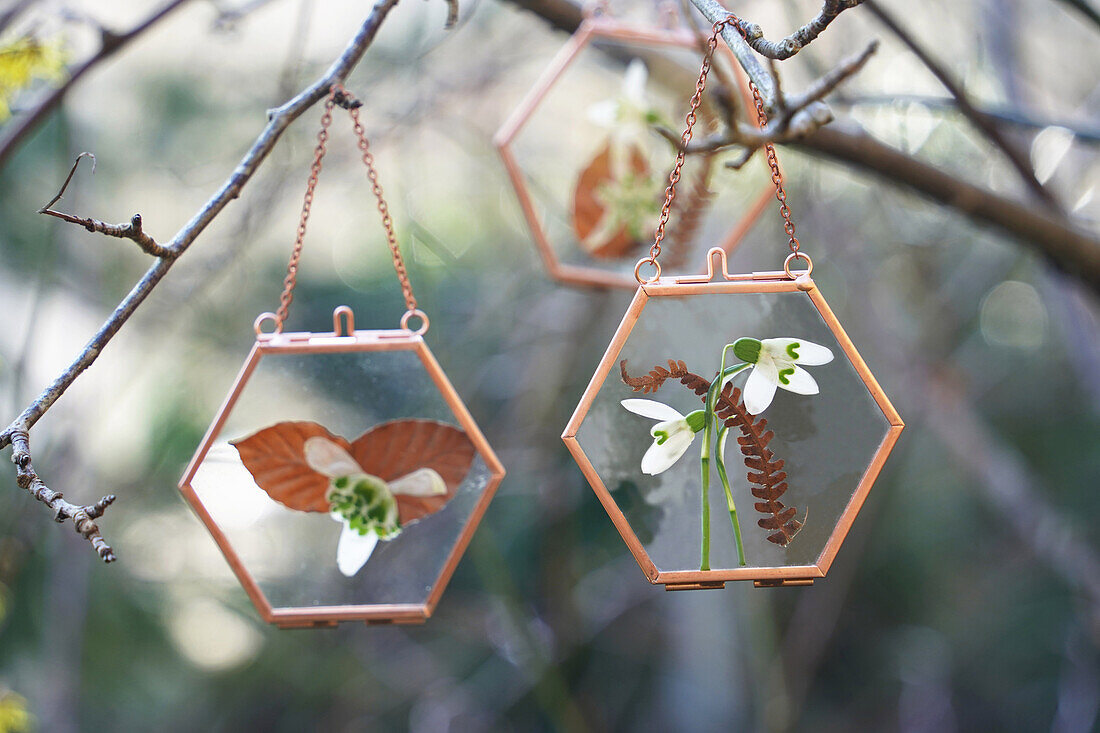 Schneeglöckchen (Galanthus) in kupferfarbenem Glasrahmen zum Aufklappen, dekoriert mit getrockneten Farnblättern, hängt in einem Baum