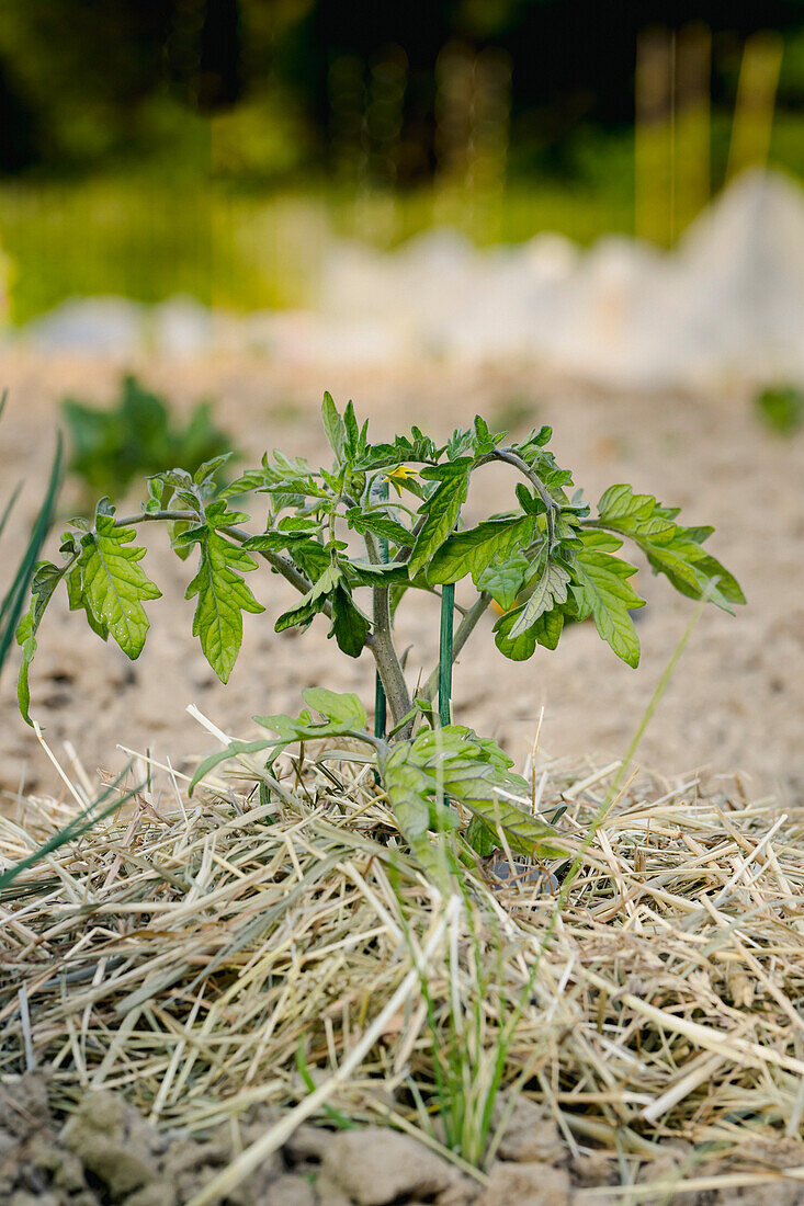 Junge Tomatenpflanze im Mischkulturbeet