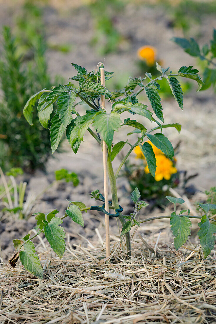 Tomato plant in mixed garden bed