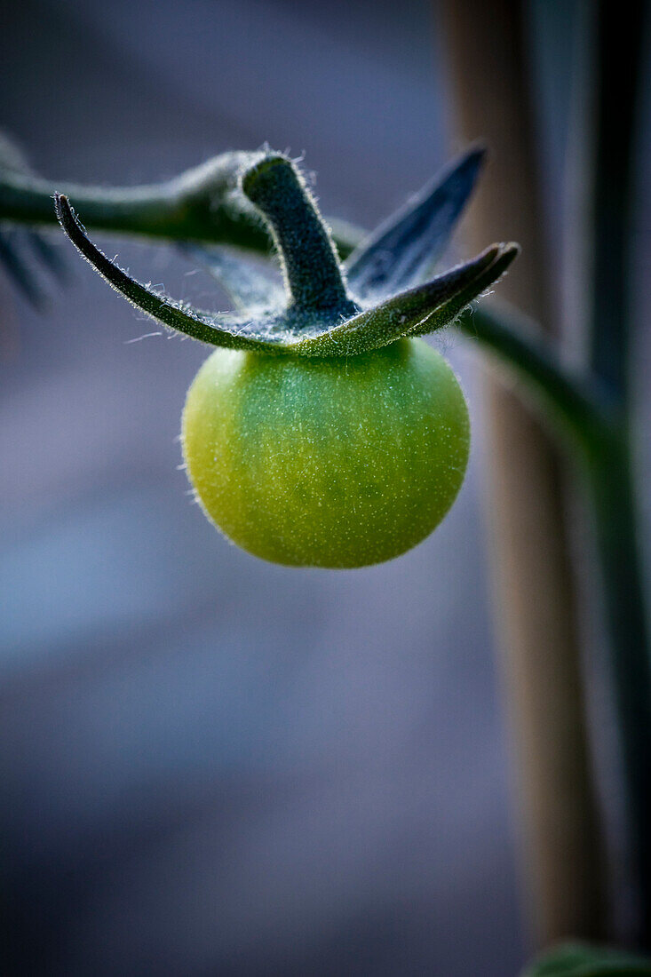 Unripe tomato on the plant