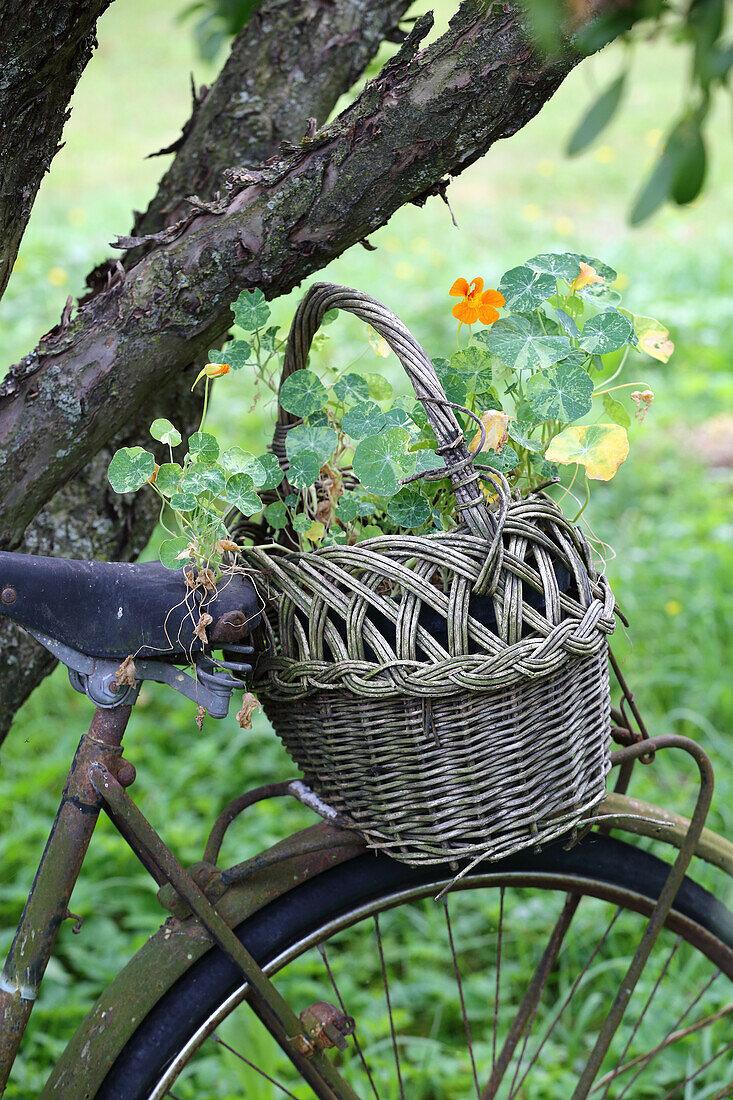 Korb mit Kapuzinerkresse bepflanzt auf Fahrrad