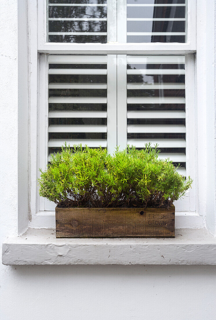 Blumenkasten mit grünen Pflanzen auf einer Fensterbank außen