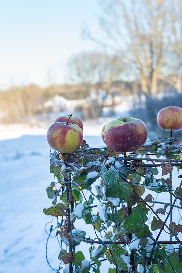 Äpfel auf Metallgitter mit Efeu im verschneiten Garten