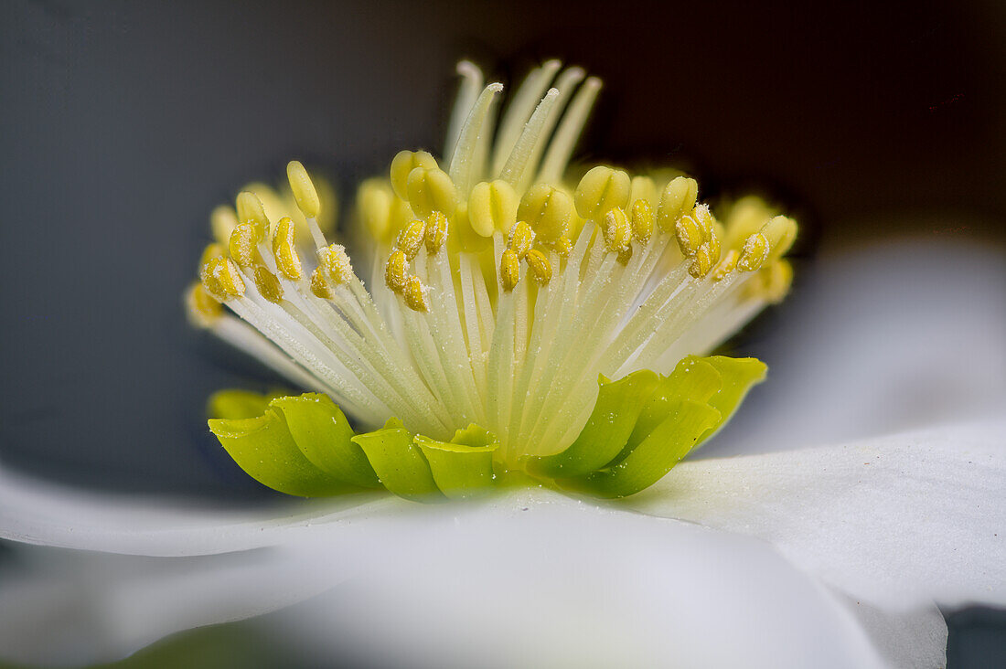 Christrose, Staubblätter und Stempel (Helleborus niger), Makro