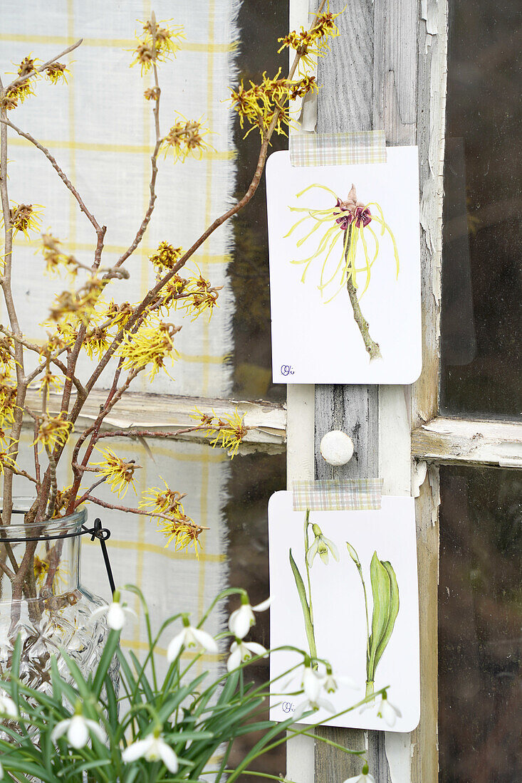 Botanical illustrations on a glazed window frame with twigs and snowdrops (Galanthus)