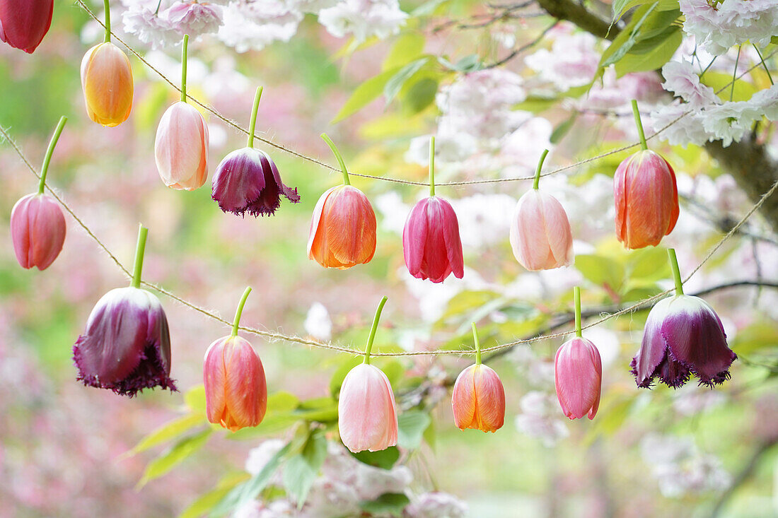 Verschiedene Tulpen (Tulipa) an Schnur im Frühlingsgarten