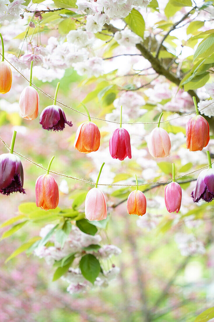 DIY garland of colorful tulips in front of a flowering tree