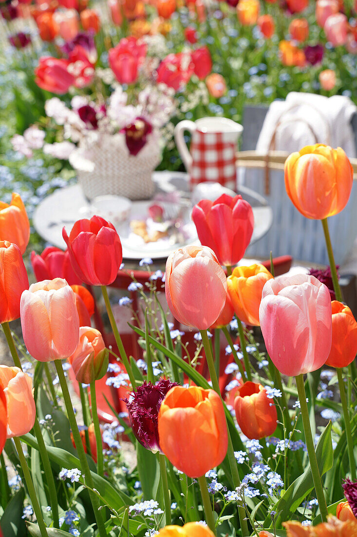 Bunte Tulpen (Tulipa), Gartentisch im Hintergrund