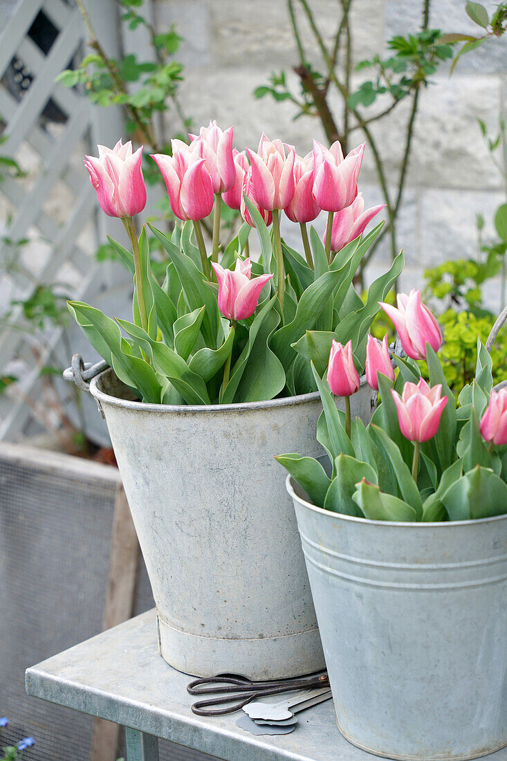 Rosa-weiße Tulpen (Tulipa) im Metalleimer auf Holzterrasse