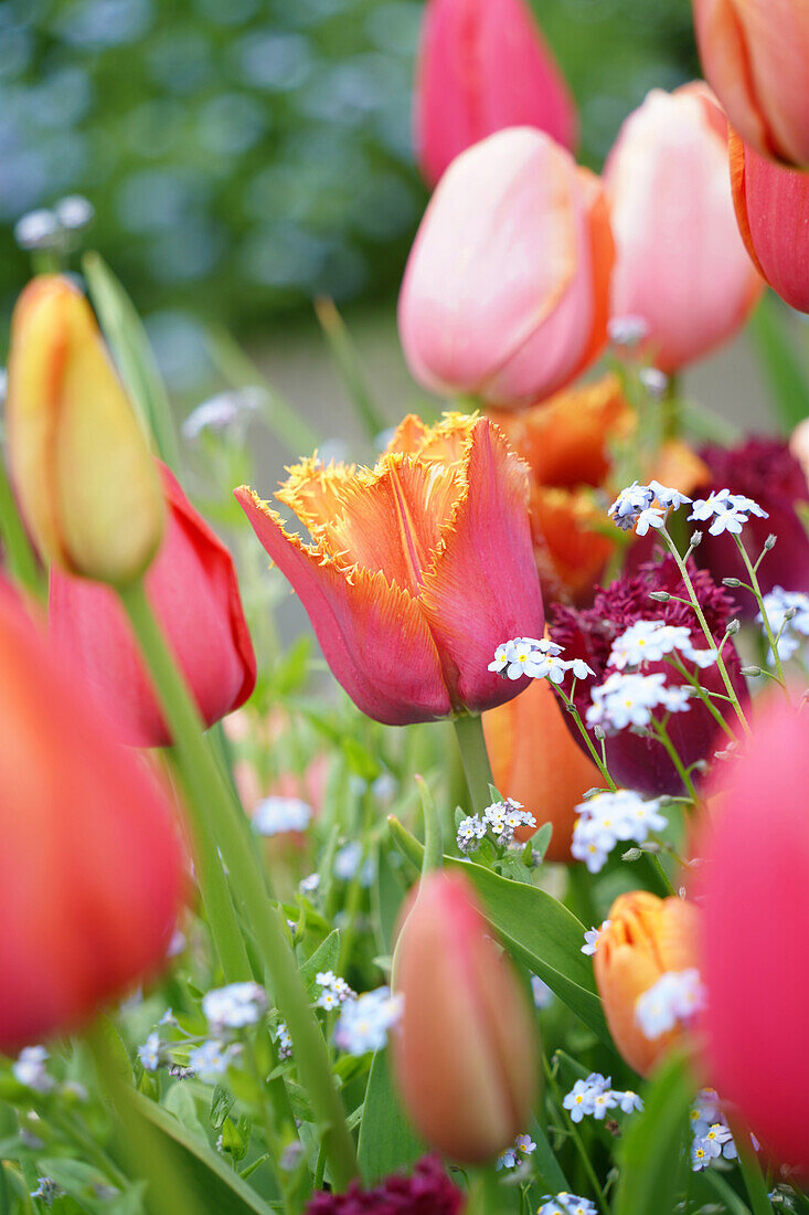 Tulips and forget-me-nots in a spring garden bed
