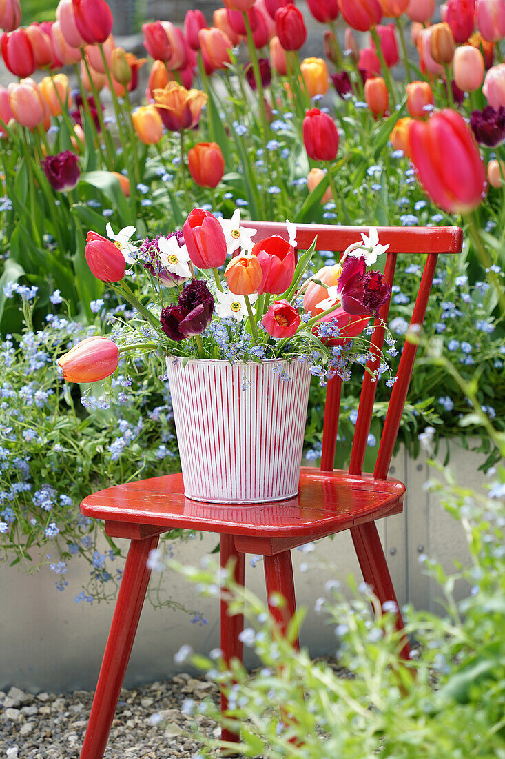 Colorful bouquet of tulips (Tulipa) on red chair in spring garden